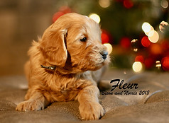 Mini English Goldendoodle Puppy