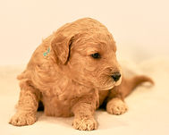 Mini English Goldendoodle Puppy