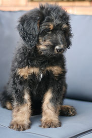 Bernedoodle puppy