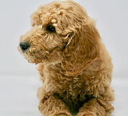 Multi-Gen miniature goldendoodle puppy