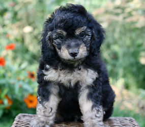 miniature Golden Mountain-doodle puppy