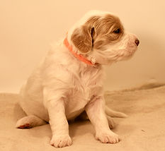 Mini English Goldendoodle Puppy