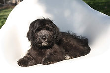 F1 English Goldendoodle puppy