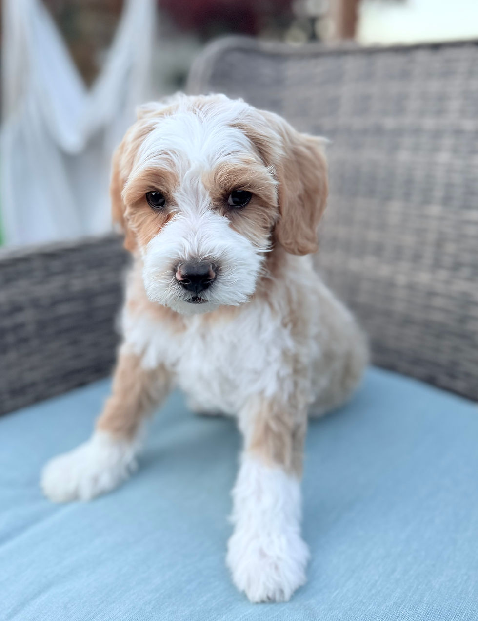 Pippin 8.4
