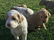F1b Mini English Goldendoodle Puppy