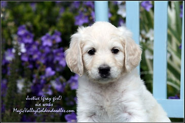 English goldendoodle puppy