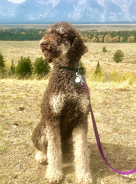 Ember chocolate phantom poodle