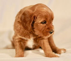 Mini English Goldendoodle Puppy