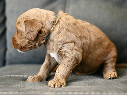 golden doodle puppy