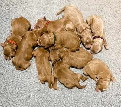 litter of red and apricot goldendoodle puppies