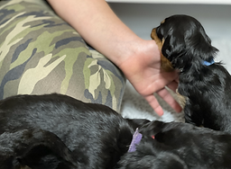 miniature Golden Mountain-doodle puppies