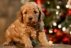 Mini English Goldendoodle Puppy
