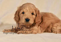 Mini English Goldendoodle Puppy