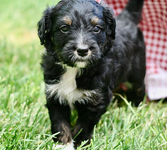 Bernedoodle puppy