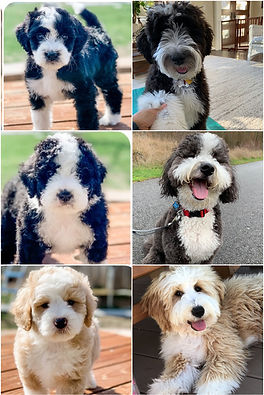 Bernedoodle Puppy vr adult pic