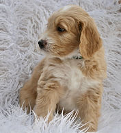 F1b Mini English Goldendoodle Puppy