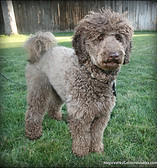 Chocolate brown Miniature English Goldendoodle