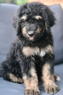 Bernedoodle puppy