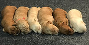 Multi-Gen miniature goldendoodle puppies