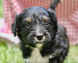 Bernedoodle puppy