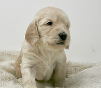Multi-Gen miniature goldendoodle puppy