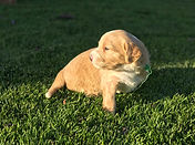 F1b Mini English Goldendoodle Puppy