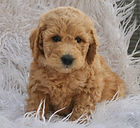 F1b Mini English Goldendoodle Puppy