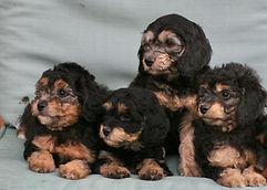 miniature Golden Mountain-doodle puppies
