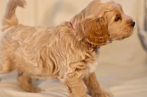 Mini English Goldendoodle Puppy