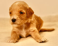 Mini English Goldendoodle Puppy