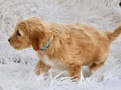 F1b Mini English Goldendoodle Puppy