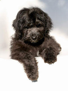 F1 English Goldendoodle puppyg