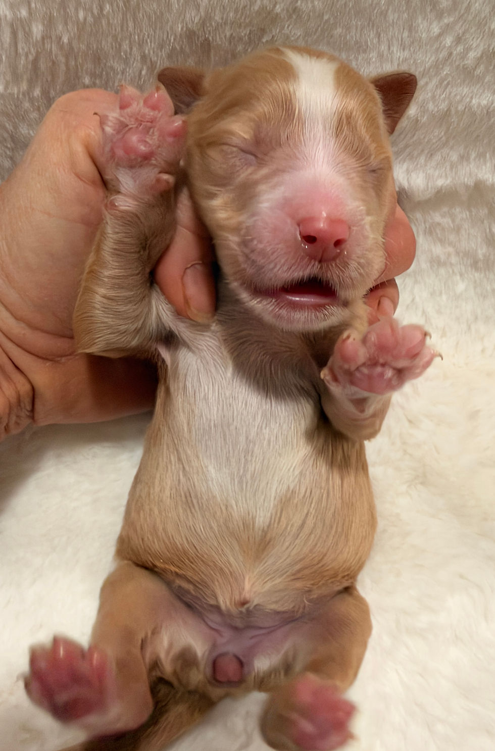 newborn