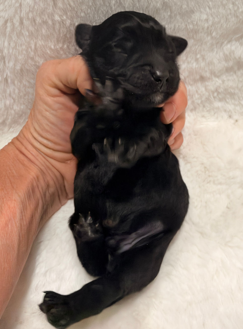 newborn