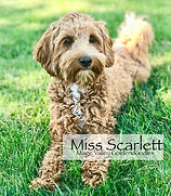 Miniature Red English Goldendoodle