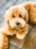 FullSizeRender-1.jpeg