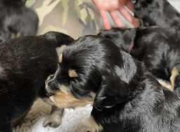 miniature Golden Mountain-doodle puppies