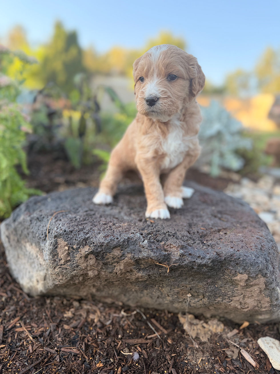 4.5 weeks