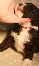IMG_2802.jpeg