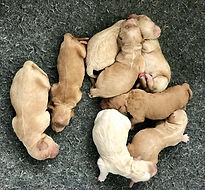 Mini English Goldendoodle Puppy