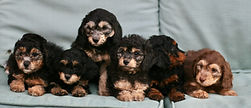 miniature Golden Mountain-doodle puppies