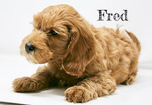 Multi-Gen miniature goldendoodle puppy