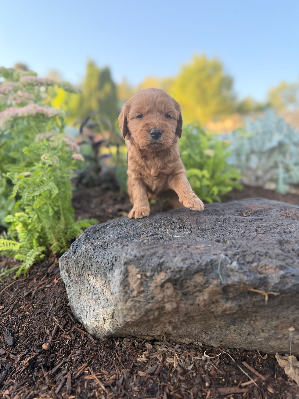 4.5 weeks