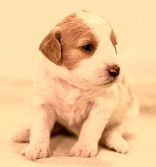 Mini English Goldendoodle Puppy