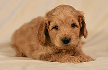 Mini English Goldendoodle Puppy