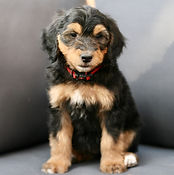 miniature Golden Mountain-doodle puppy