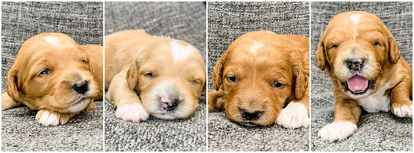 Miniature English goldendoodle puppies