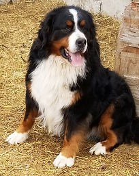 Bernies Mountain dog