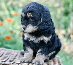 miniature Golden Mountain-doodle puppy