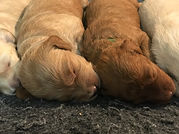 Multi-Gen miniature goldendoodle puppies
